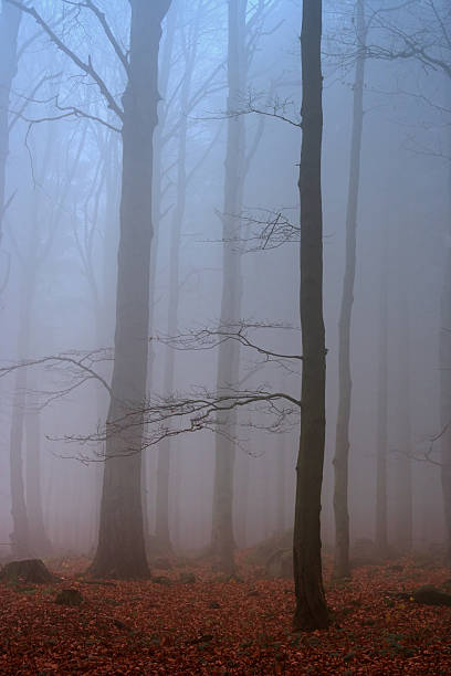 misty forest stock photo