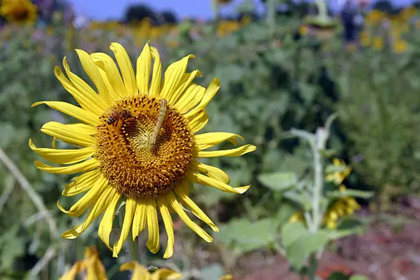 Photo of Insects on a sunflower