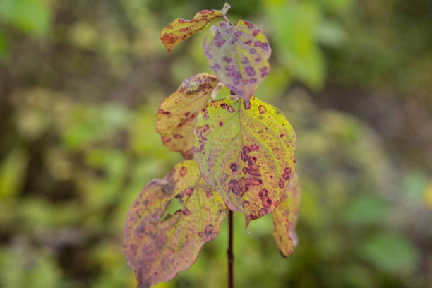 istock Close-Up Of Leaf 891022354