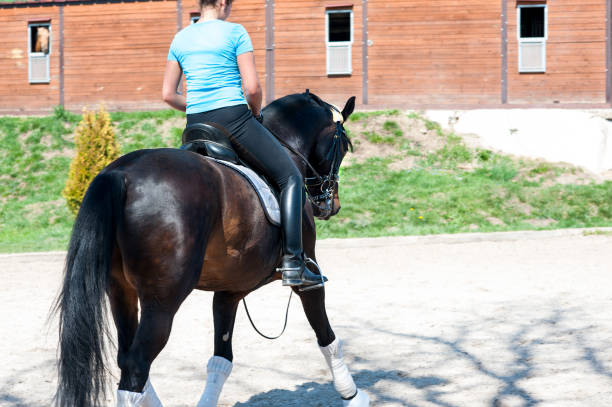 Training process. Young woman riding a horse on arena at equestrian school. Colored outdoors horizontal summertime image. View from backside.