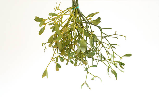 Hanging mistletoe against a white background stock photo