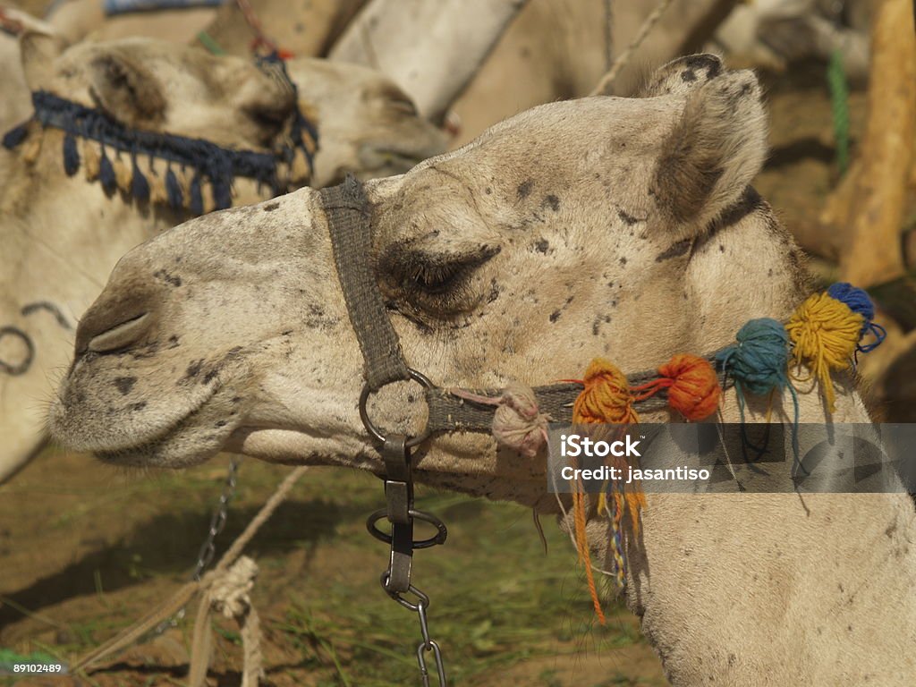 wielbłąd - Zbiór zdjęć royalty-free (Arabia)