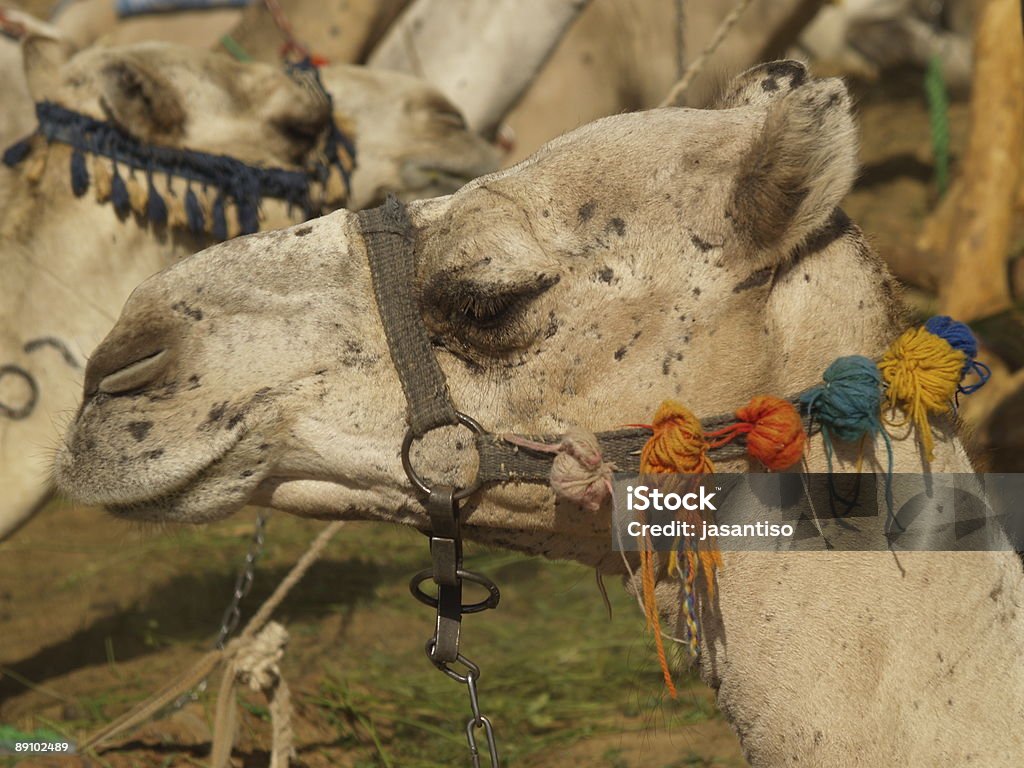 Camelo - Foto de stock de Animal royalty-free