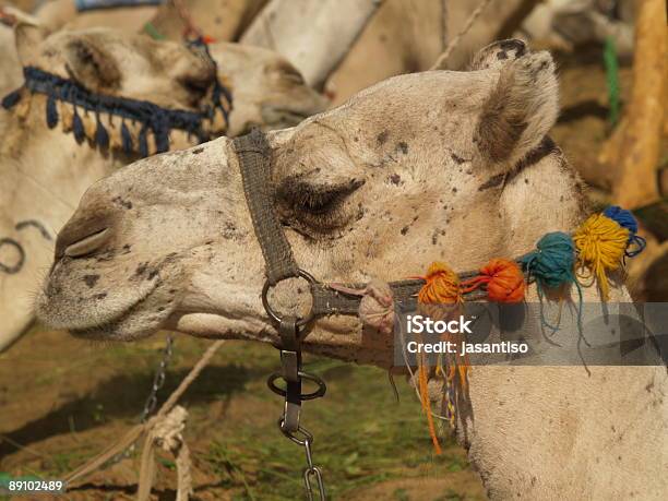 Foto de Camelo e mais fotos de stock de Animal - Animal, Animal selvagem, Areia