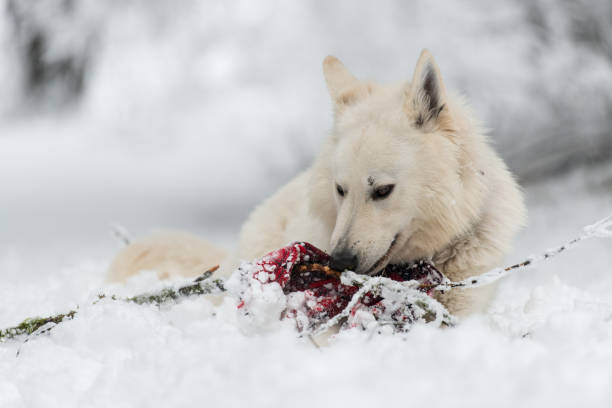 istock White Swiss shepherd dog with red scarf 891036672