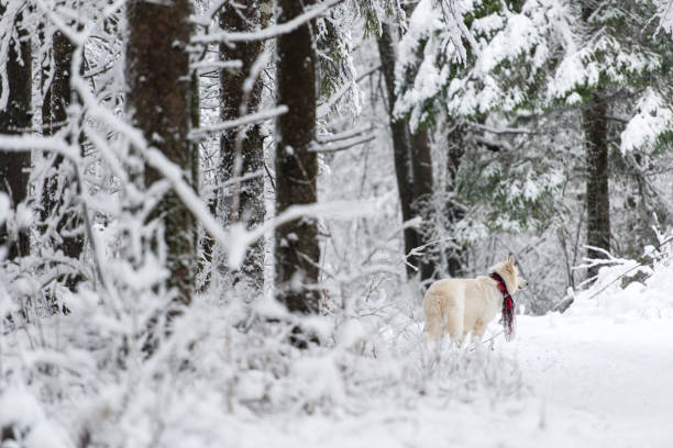 istock White Swiss shepherd dog with red scarf 891038052