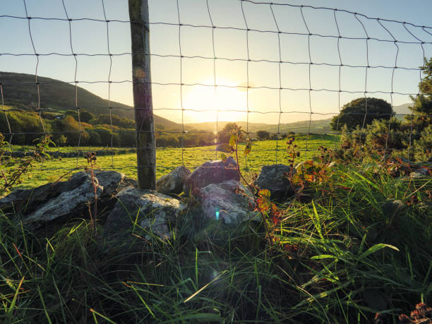 istock Close-Up Of Grass Against Sky During Sunset 891038748