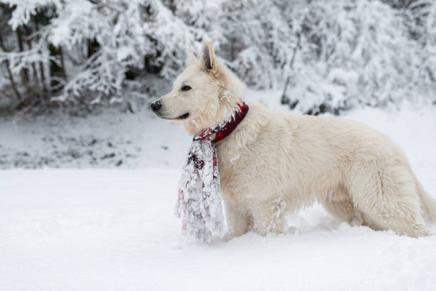 istock White Swiss shepherd dog with red scarf 891038752