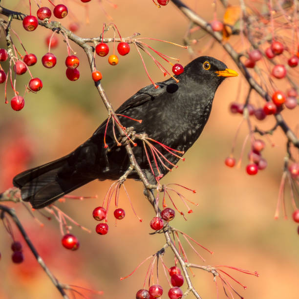 istock Male European Blackbird  feeding on berries 891042788