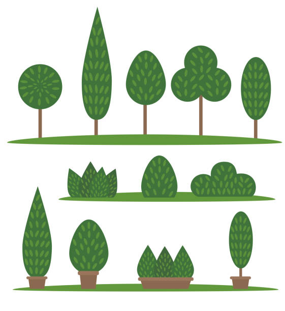 zestaw ogrodowy i parkowy. drzewa i krzewy z kreskówek - bush american arborvitae isolated tree stock illustrations