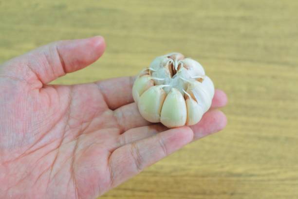 istock Hand Holding A Fresh Organic Garlic Bulb 891050676