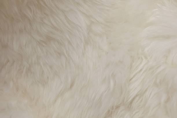 istock Detail of White Fluffy Wool Texture Background 891052162