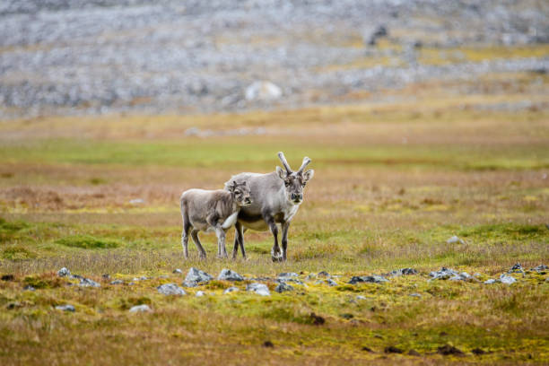 istock Reindeer mother with cub 891056754