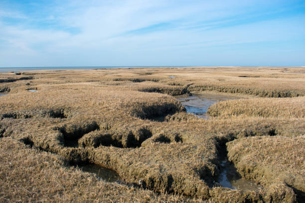 paesaggio della costa orientale - cape cod new england sea marsh foto e immagini stock