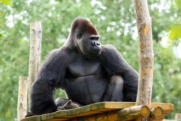 Gorilla in Warsaw ZOO