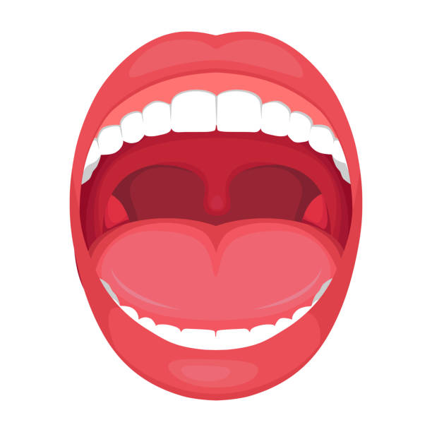 anatomy human open  mouth vector art illustration