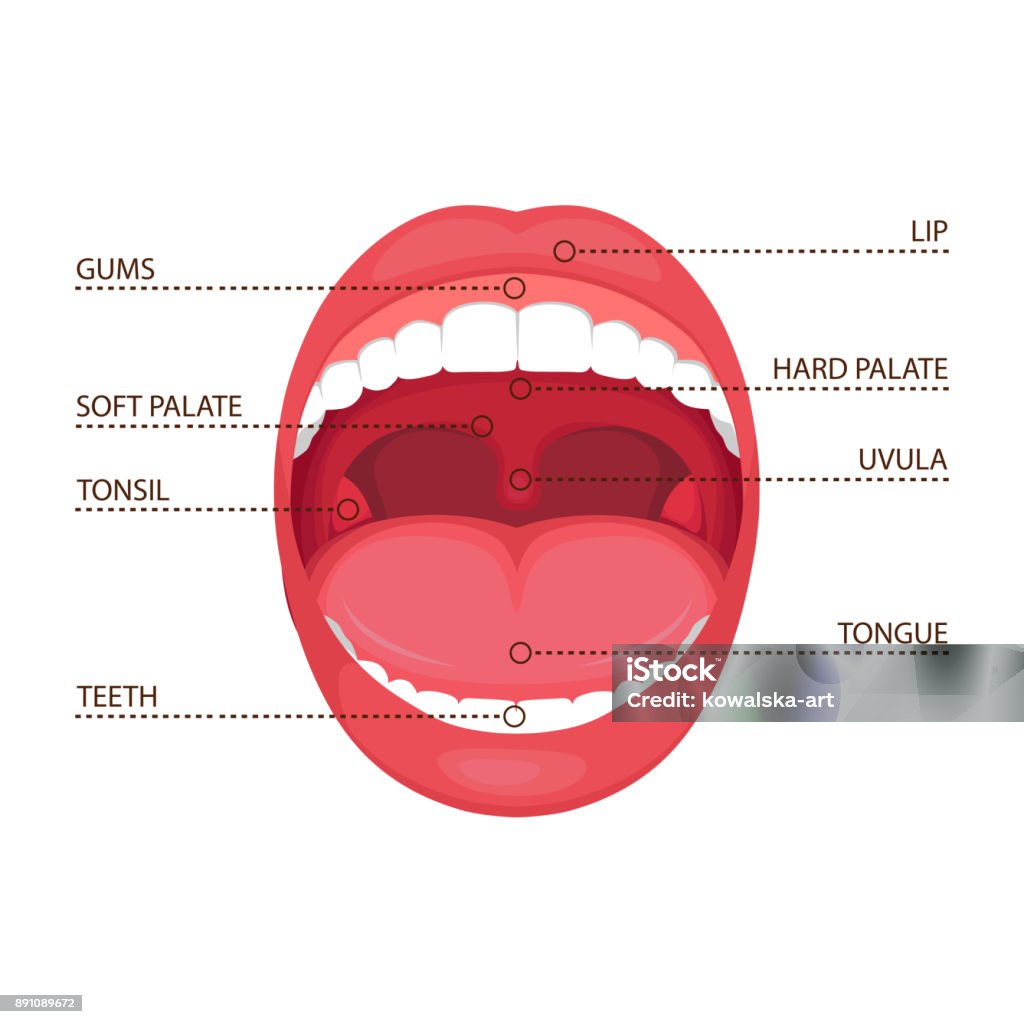 bouche ouverte humain anatomie - clipart vectoriel de Langue - Bouche libre de droits