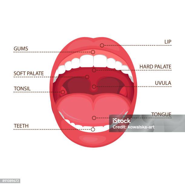 Bouche Ouverte Humain Anatomie Vecteurs libres de droits et plus d'images vectorielles de Langue - Bouche - Langue - Bouche, Hygiène dentaire, Vectoriel