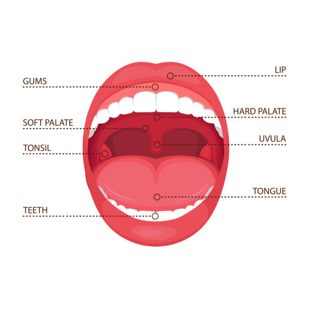 illustrazioni stock, clip art, cartoni animati e icone di tendenza di anatomia bocca aperta umana - open mouth