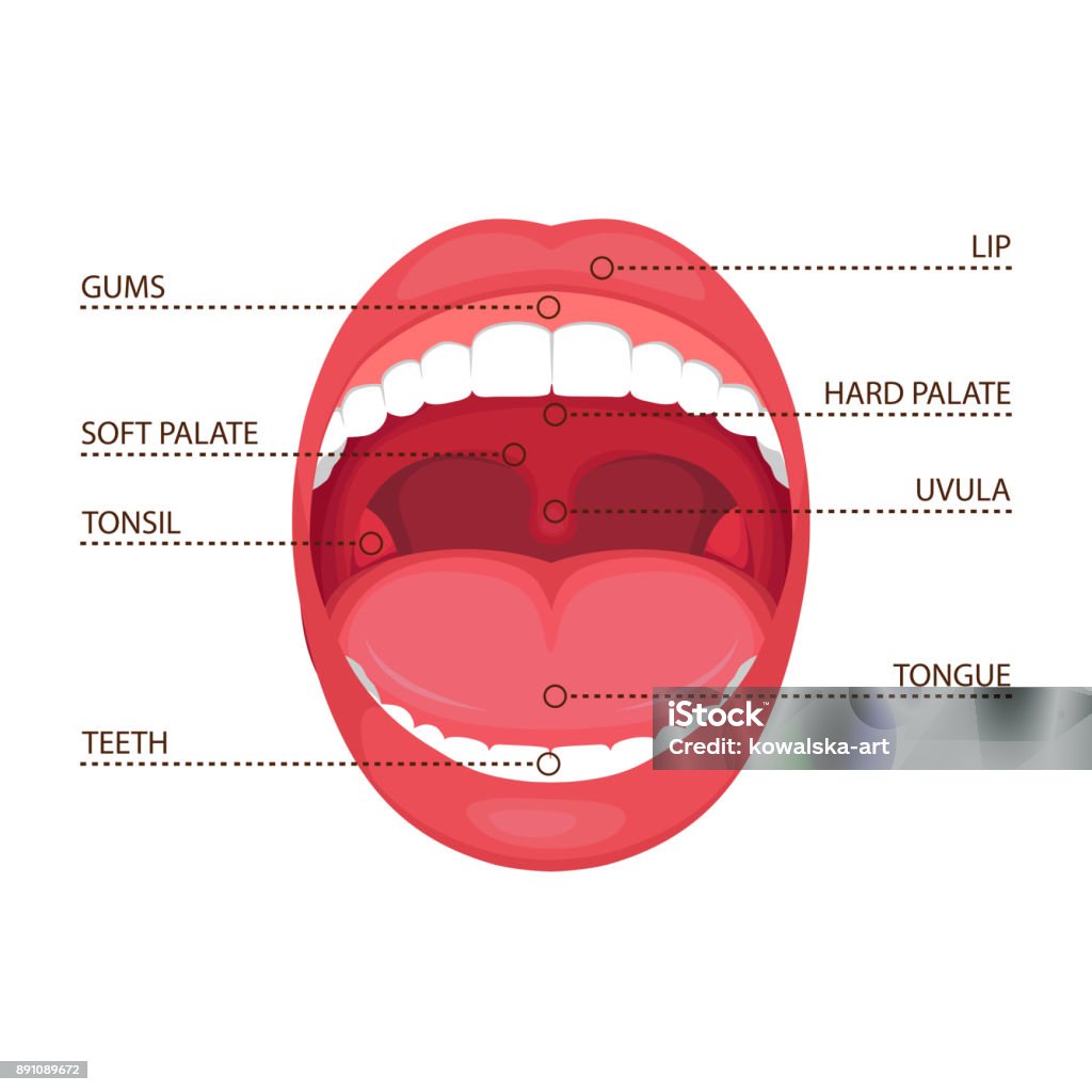 anatomy human open  mouth vector illustration of a  anatomy human open  mouth. medical diagram Tongue stock vector