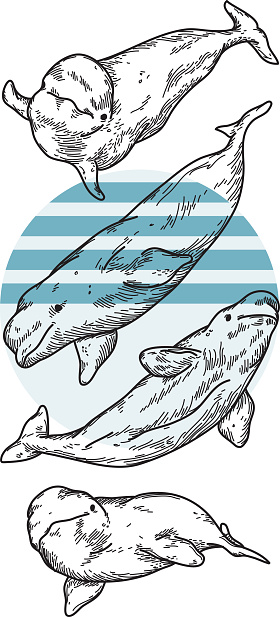 Belugas of the northern seas