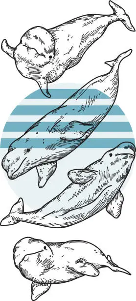 Vector illustration of Belugas