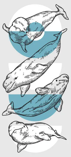 Vector illustration of Belugas