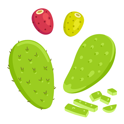 Nopal cactus paddle, peeled and cut, with prickly pear fruit. National Mexican cuisine food ingredient. Hand drawn cartoon style vector illustration.