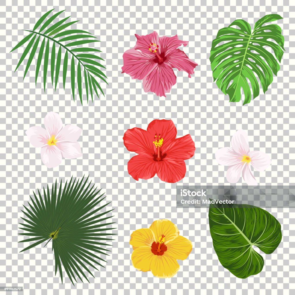 Vector tropical feuilles et fleurs ensemble icône isolé sur fond de grille de transparence. Palm, feuille de bananier, fleurs d’hibiscus et plumeria. Modèles de conception d’arbre jungle. Collection botanique et florale - clipart vectoriel de Fleur - Flore libre de droits