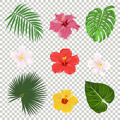 Vector illustration of tropical leaves and flowers icon set isolated on transparency grid background. Palm leaf, banana leaf, hibiscus and plumeria flowers. Jungle tree design templates. Botanical and floral collection.