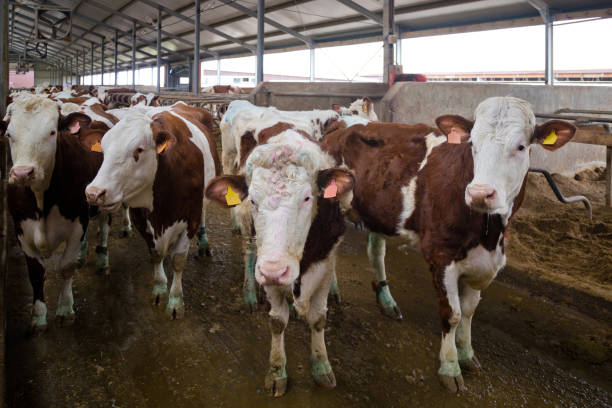 istock Dairy cows of in livestock stall 891105650