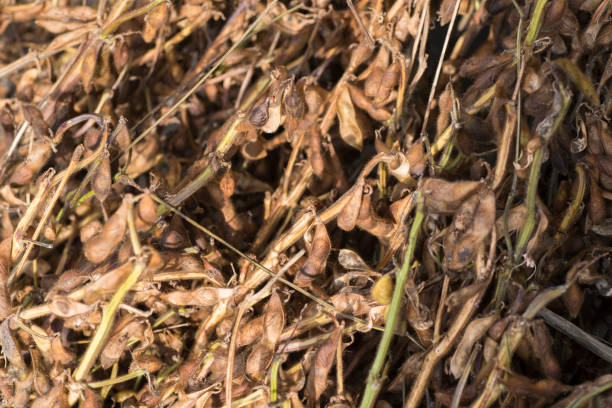 istock Harvested black soybeans 891115602