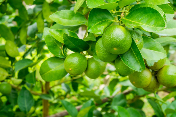 istock Fresh green lemon limes on tree in organic garden 891123838