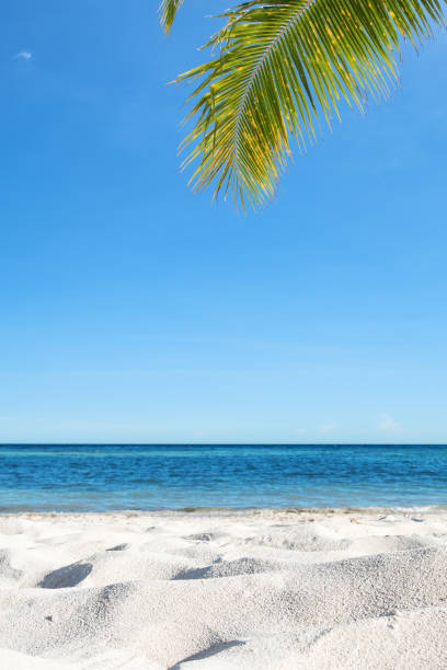 istock Tropical beach sand dune and palm leafs 891131548