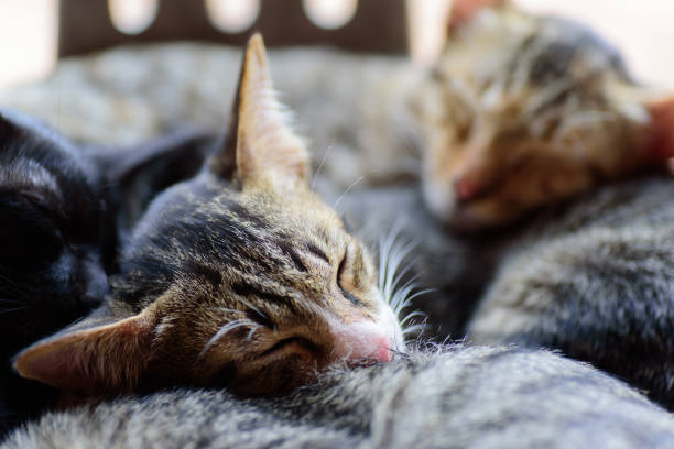 istock Portrait of cats are sleeping together 891136322