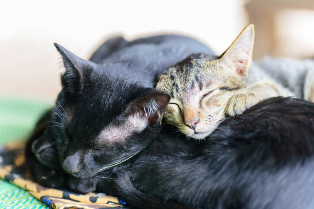 istock Portrait of cats are sleeping together 891136324