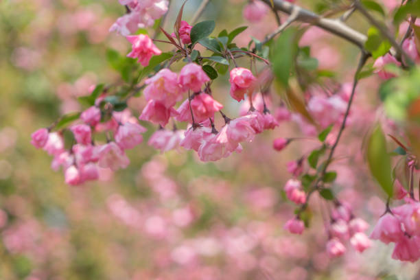 istock Pink cherry blossom flower 891147688