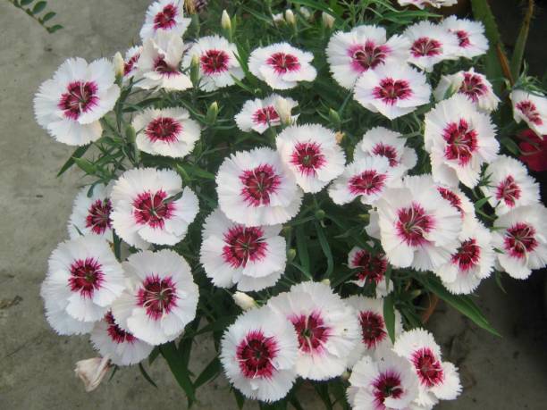 istock Flowers in the pot 891153288