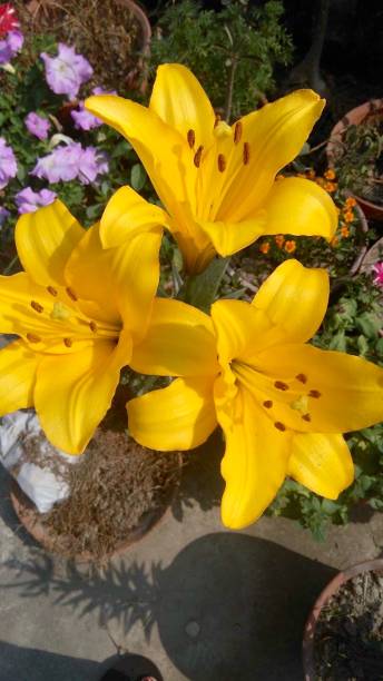istock Flowers in the pot 891156150