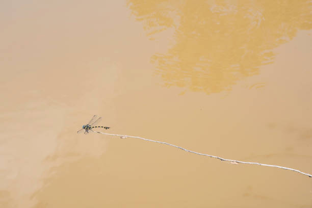 Dragon fly on stick restoring energy after hunting.