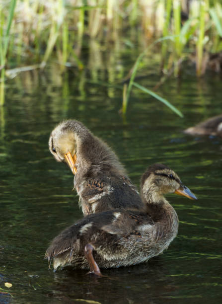 istock Wild duck floating on the river, on a warm summer day 891161536