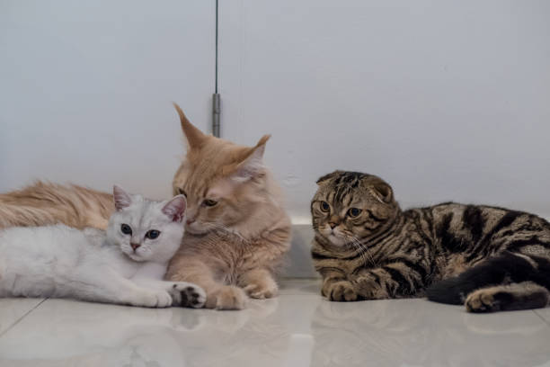 istock Group of cat lying at home 891167136
