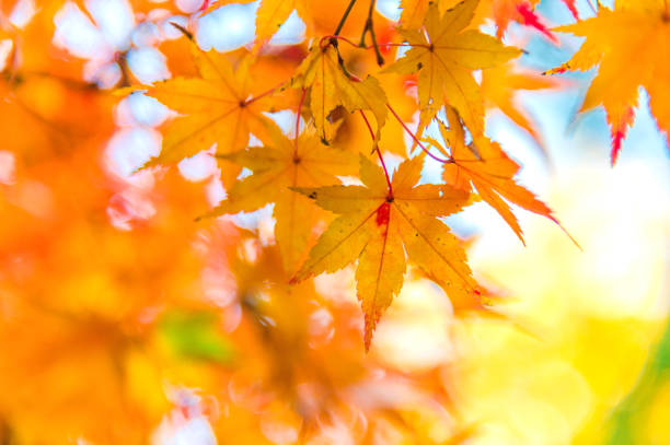 istock colorful Autumn leaves Maples trees 891167330