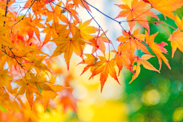 istock colorful Autumn leaves Maples trees 891167346