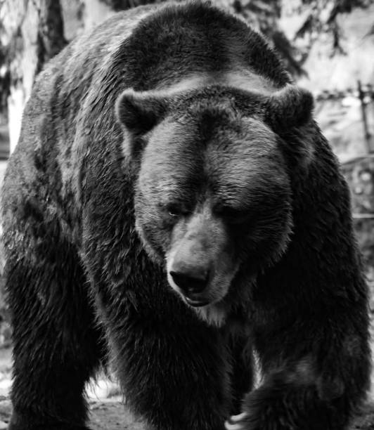 istock Grizzly bear black and white imagery portrait 891169838