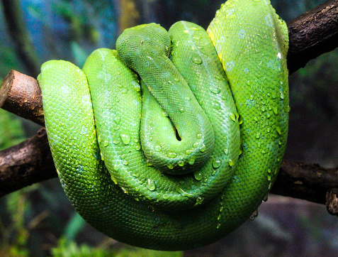 Tree Water Python Green Tree Python Coiled Around Tree Branch With Water Droplets On Him ...
