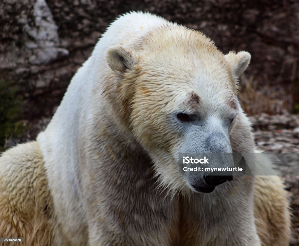Wet Polar Bear Portrait Photograph Looking Sad Stock Photo - Download Image  Now - Animal Body Part, Arctic, Bear - iStock