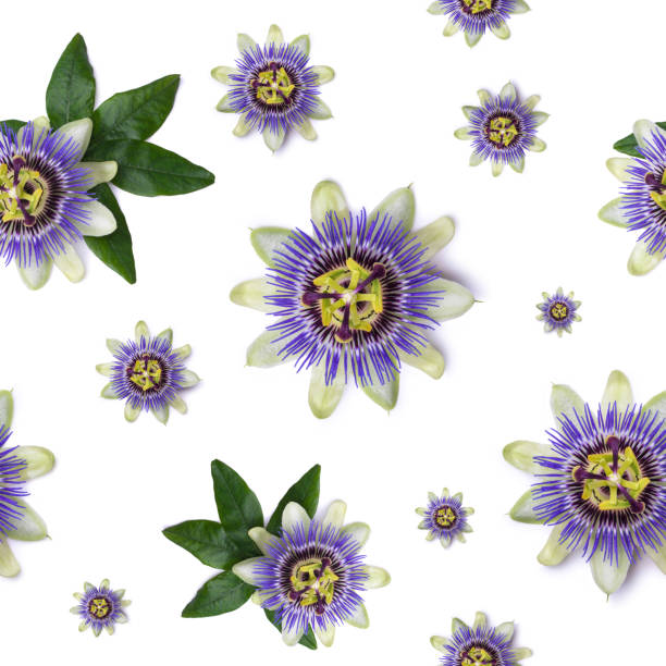 Seamless pattern with Passiflora passionflower on white background. Seamless pattern with Passiflora passionflower on white background passion fruit flower stock pictures, royalty-free photos & images