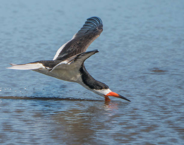istock Black Skimmer Skimming, Breeding Plumage 891170008