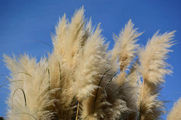 istock Pampas grass, or cortaderia in the Sochi, Russia 891178142